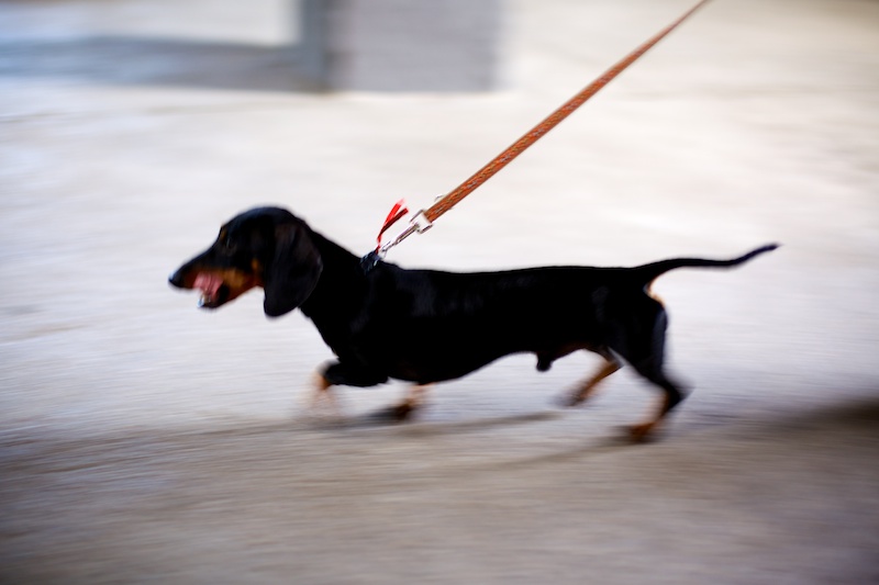 Hundeausstellung Ebersberg