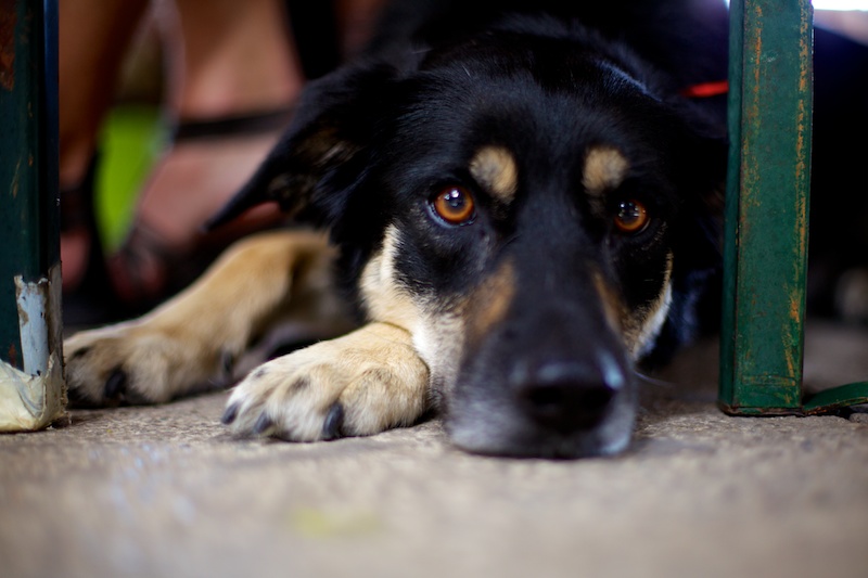 Hundeausstellung Ebersberg