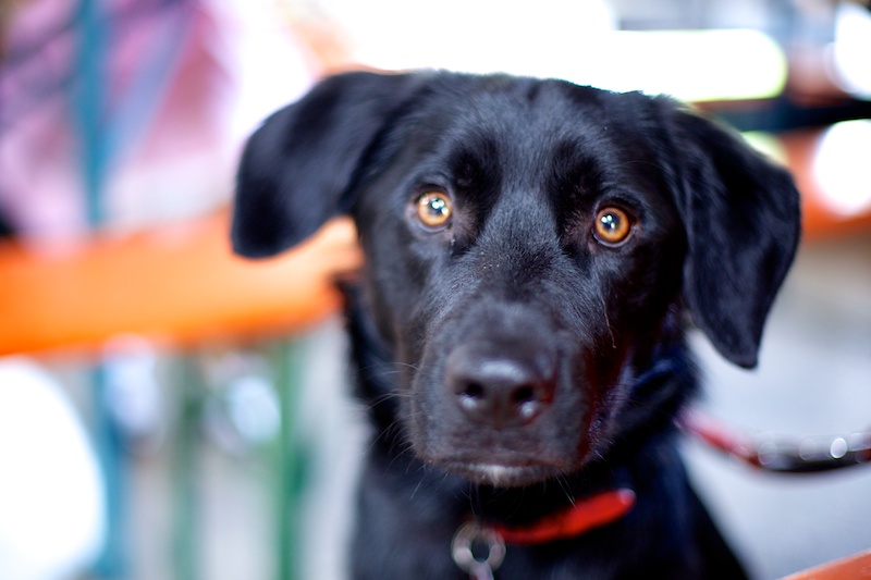 Hundeausstellung Ebersberg