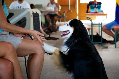 Hundeausstellung Ebersberg