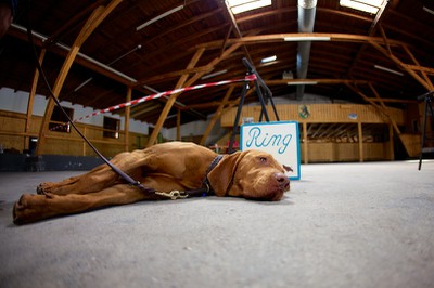 Hundeausstellung Ebersberg 2014