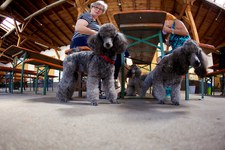 Hundeausstellung Ebersberg 2014