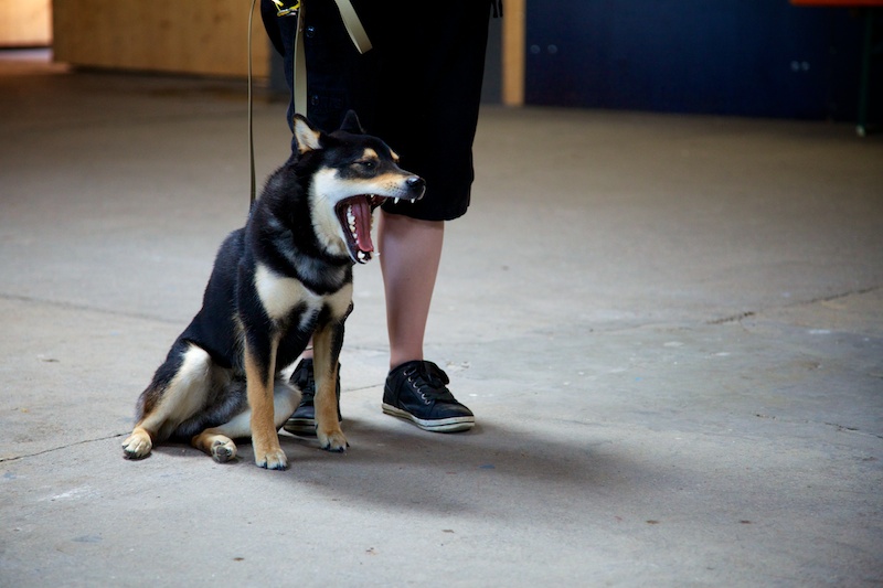 Hundeausstellung Ebersberg 2014