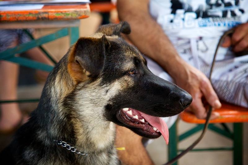 Hundeausstellung Ebersberg 2014