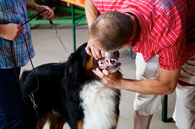 Hundeausstellung Ebersberg 2014