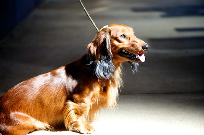 Hundeausstellung Ebersberg 2014