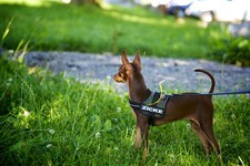 Hundeausstellung Ebersberg 2014