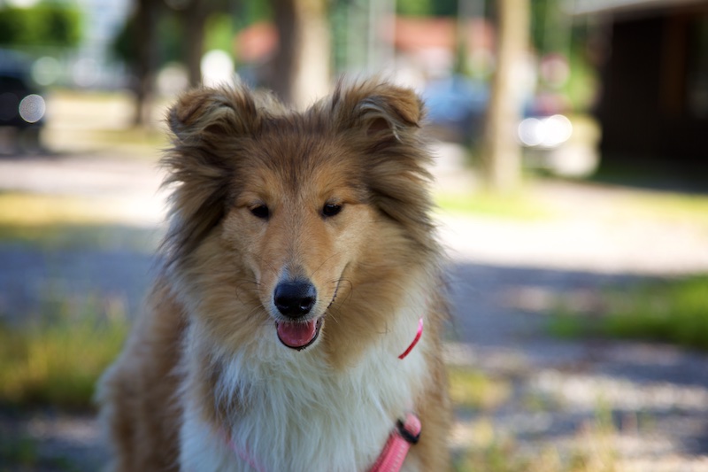 Hundeausstellung Ebersberg 2015