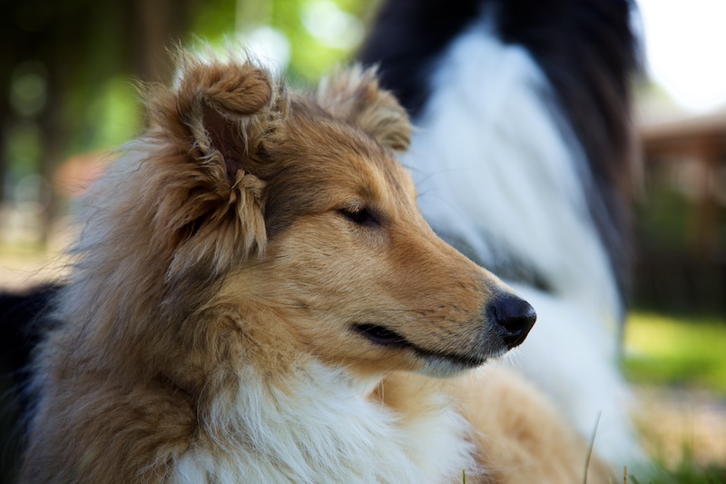 Hundeausstellung Ebersberg 2015