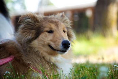 Hundeausstellung Ebersberg 2015