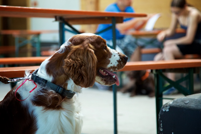 Hundeausstellung Ebersberg 2015