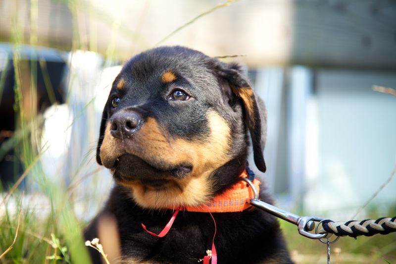 Hundeausstellung Ebersberg 2015