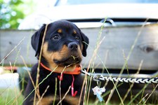 Hundeausstellung Ebersberg 2015