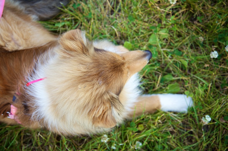 Hundeausstellung Ebersberg 2015