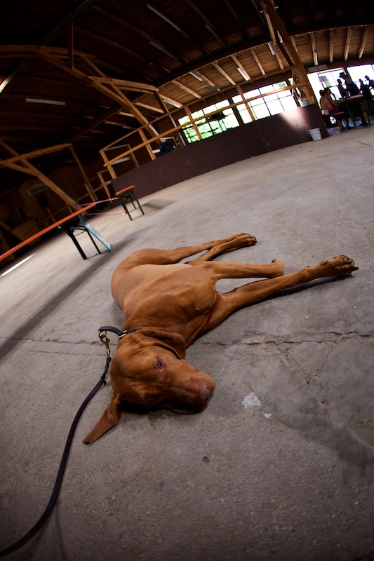 Hundeausstellung Ebersberg 2015