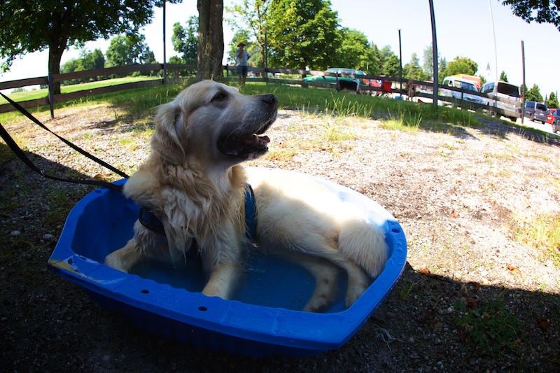 Hundeausstellung Ebersberg 2015