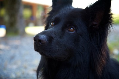 Hundeausstellung Ebersberg 2015