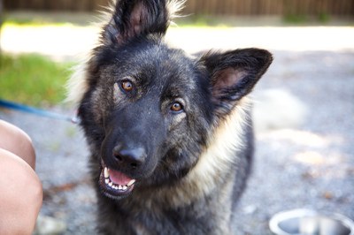 Hundeausstellung Ebersberg 2015