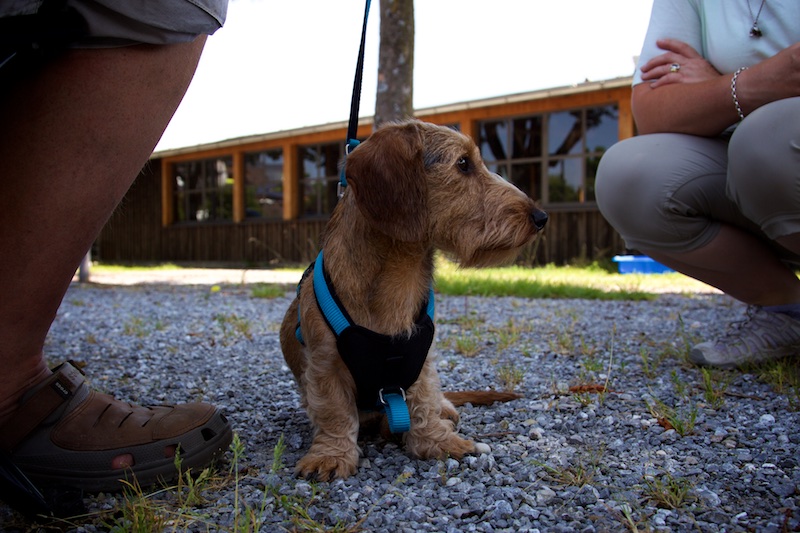 Hundeausstellung Ebersberg 2015
