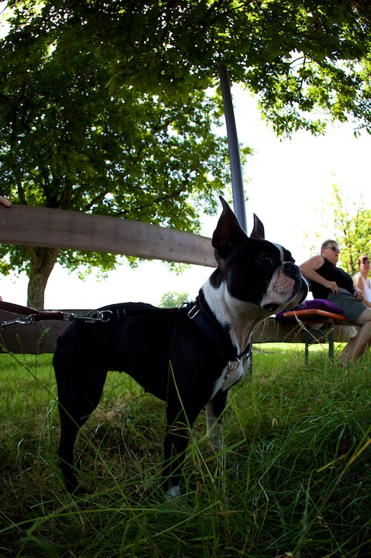 Hundeausstellung Ebersberg 2015