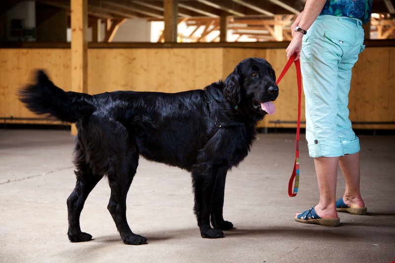 Hundeausstellung Ebersberg 2015