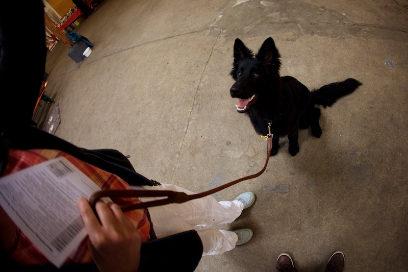 Hundeausstellung Ebersberg 2016