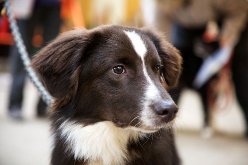 Hundeausstellung Ebersberg 2016