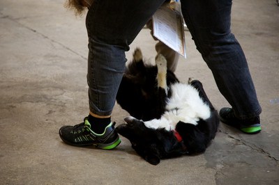 Hundeausstellung Ebersberg 2016