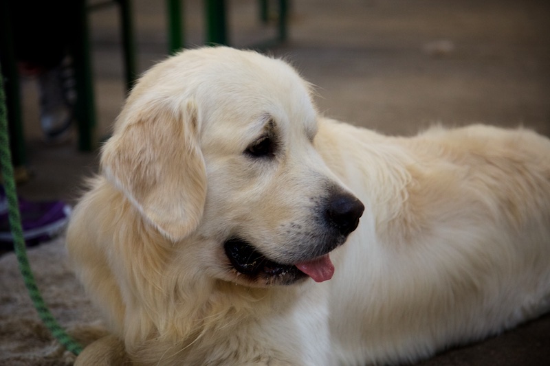 Hundeausstellung Ebersberg 2016