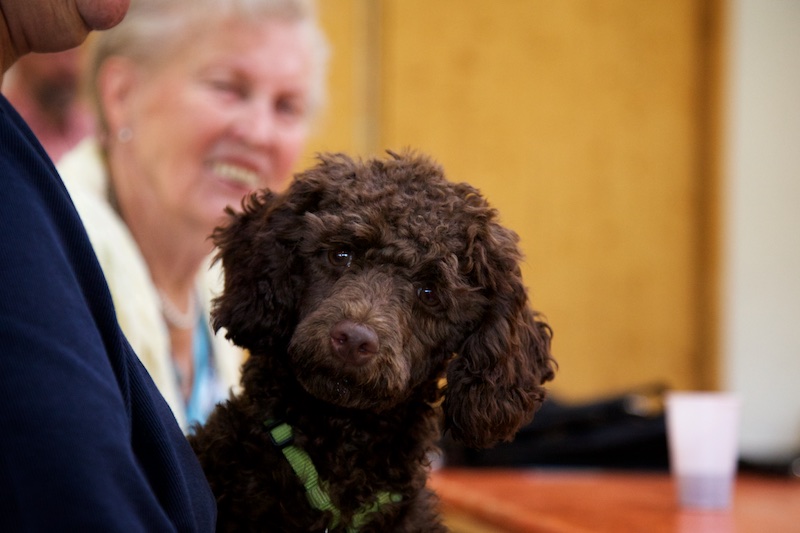 Hundeausstellung Ebersberg 2016