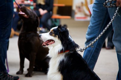 Hundeausstellung Ebersberg 2016