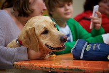 Hundeausstellung Ebersberg 2016