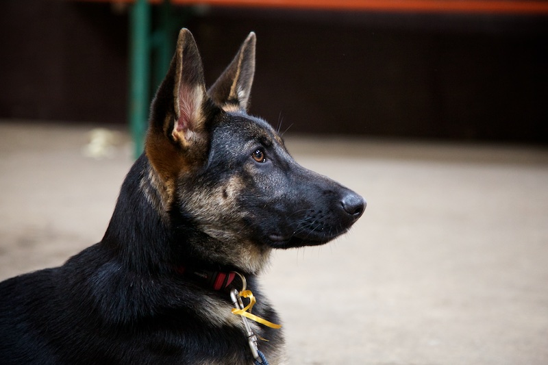 Hundeausstellung Ebersberg 2016