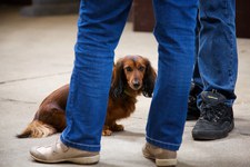 Hundeausstellung Ebersberg 2016