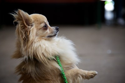 Hundeausstellung Ebersberg 2016