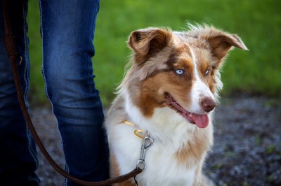 Hundeausstellung Ebersberg 2016