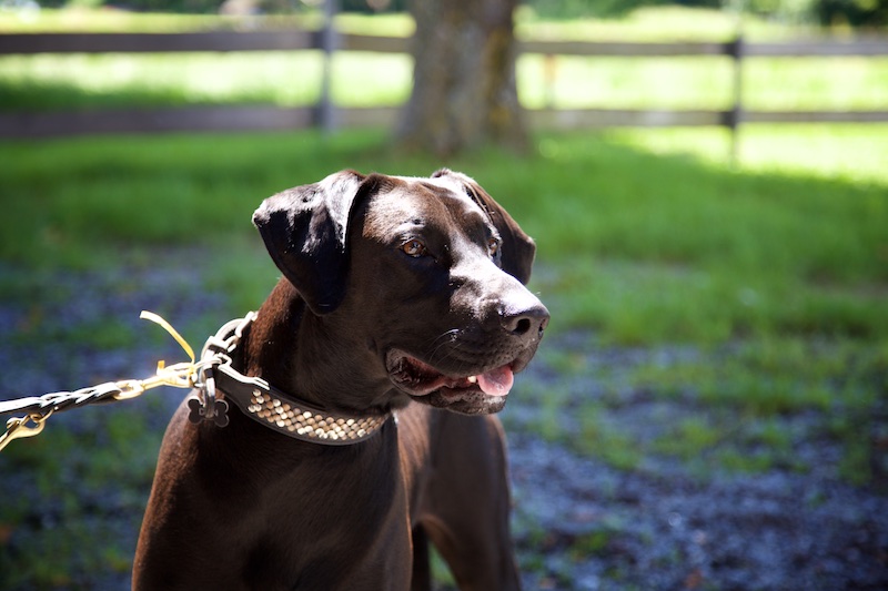 Hundeausstellung Ebersberg 2016