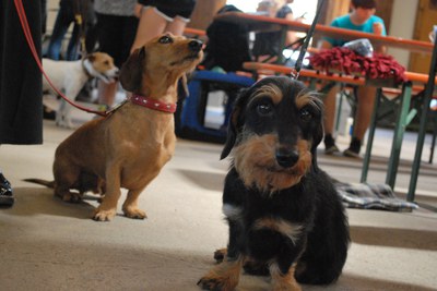 Hundeausstellung 2018