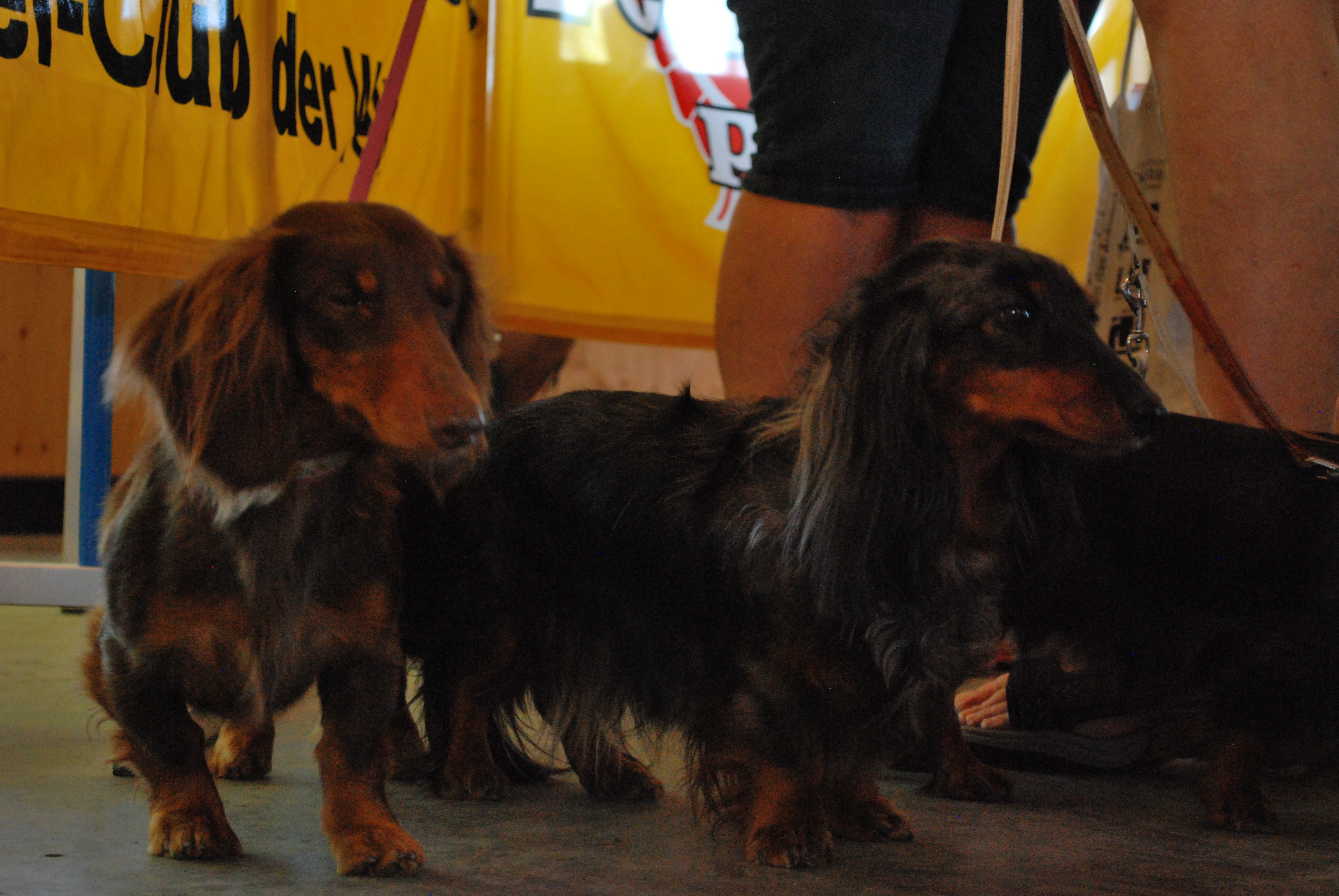 Hundeausstellung 2018