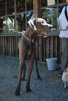 Hundeausstellung 2018