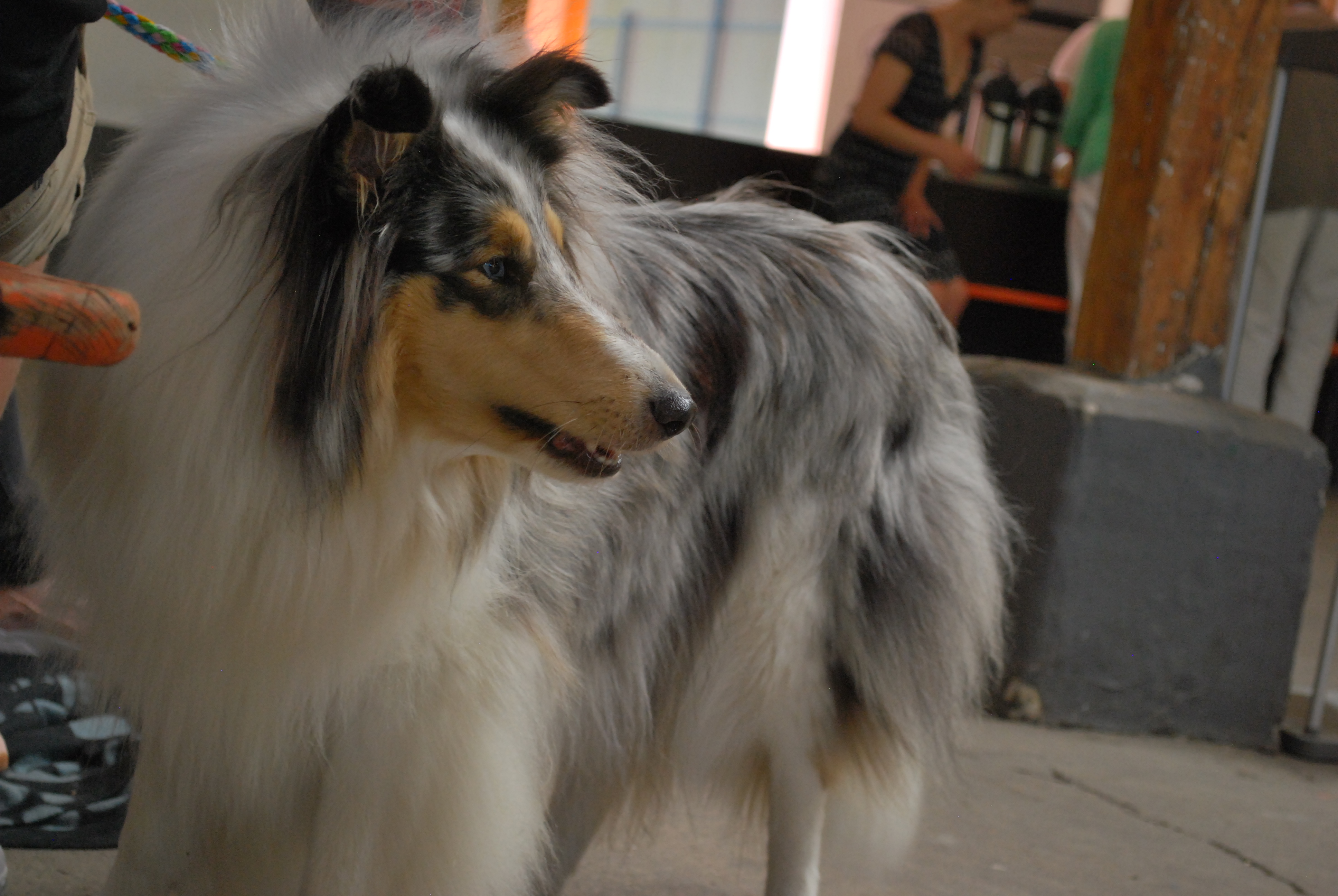 Hundeausstellung 2018