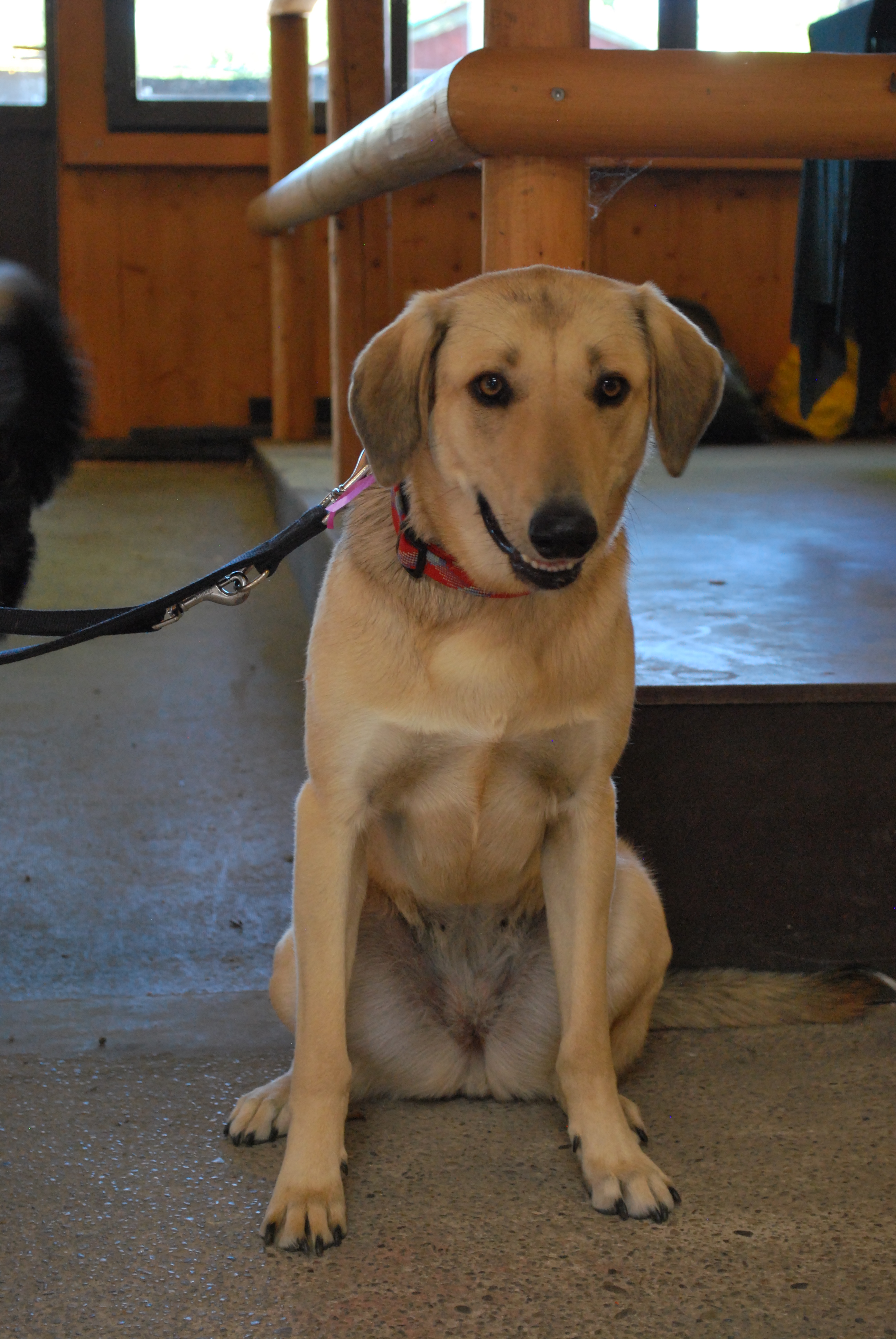 Hundeausstellung 2018