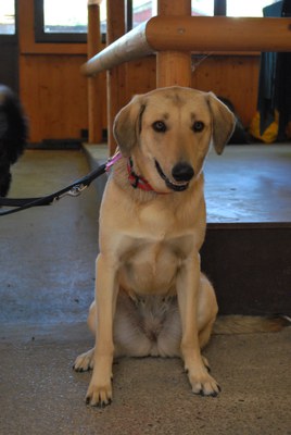 Hundeausstellung 2018