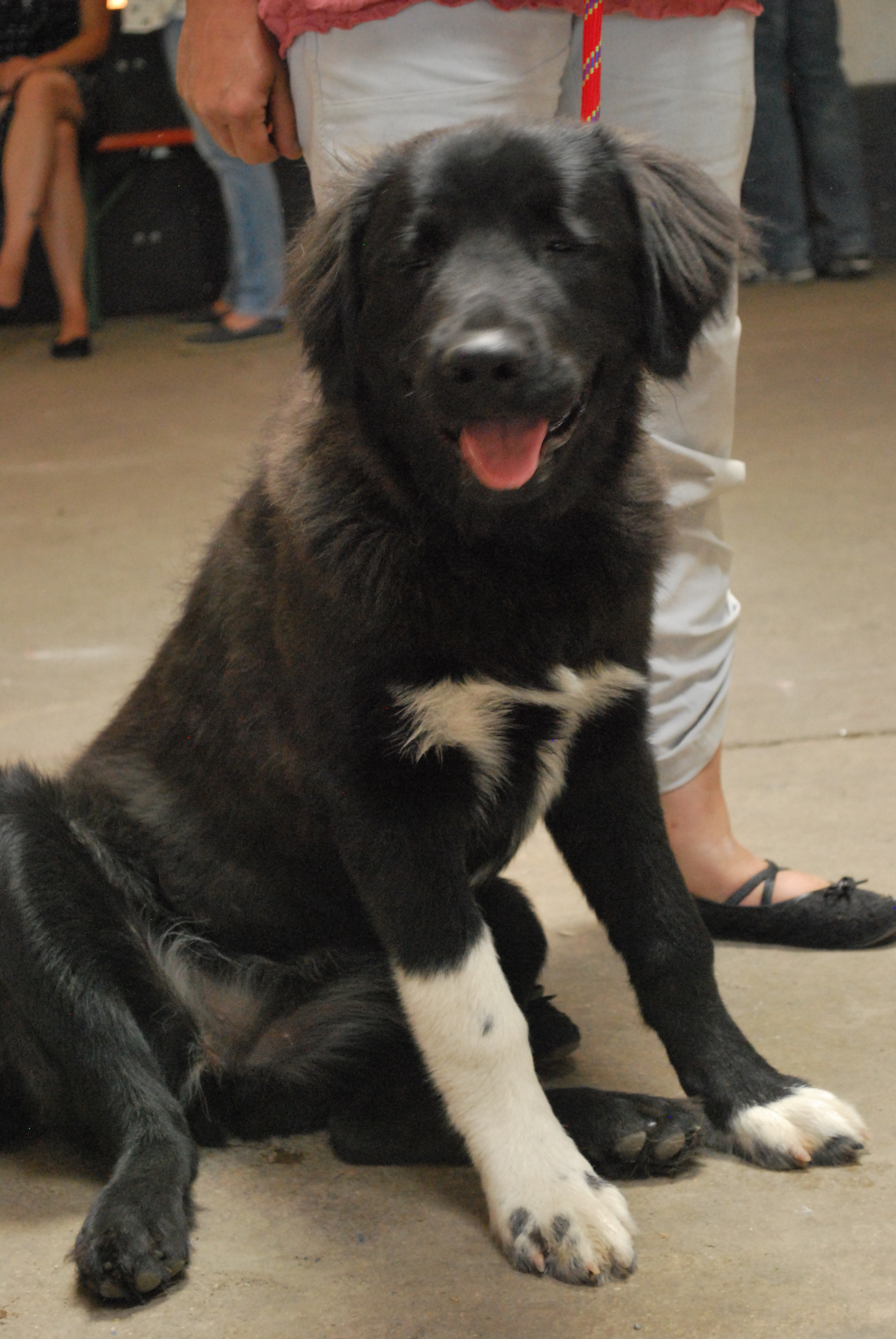 Hundeausstellung 2018