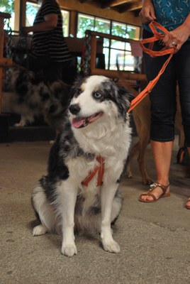 Hundeausstellung 2018