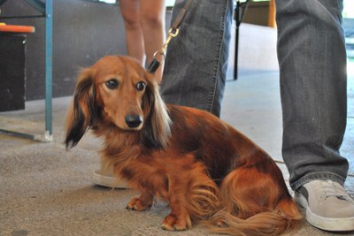 Hundeausstellung 2018