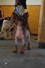 Hundeausstellung 2018