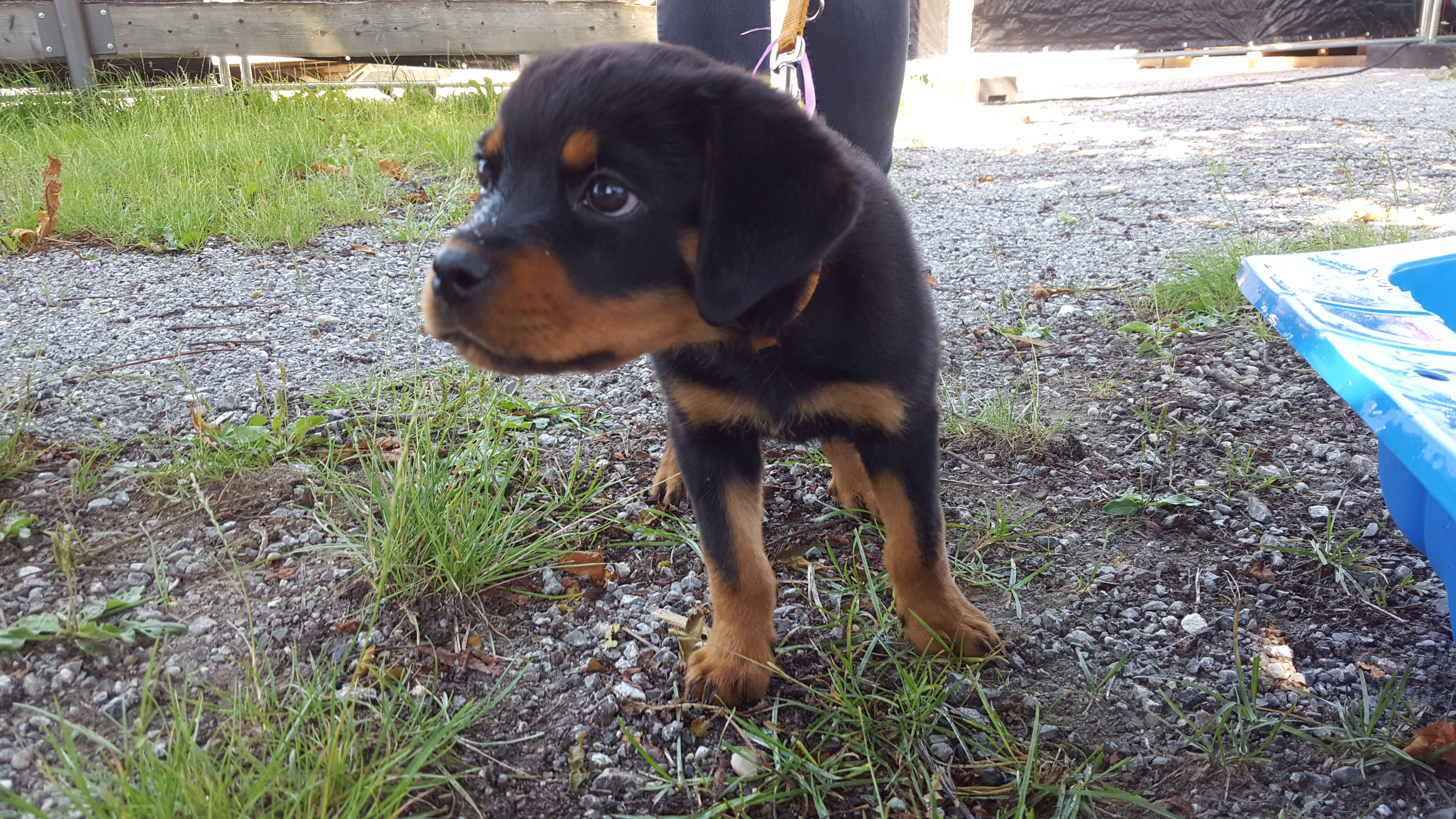 Hundeausstellung 2018