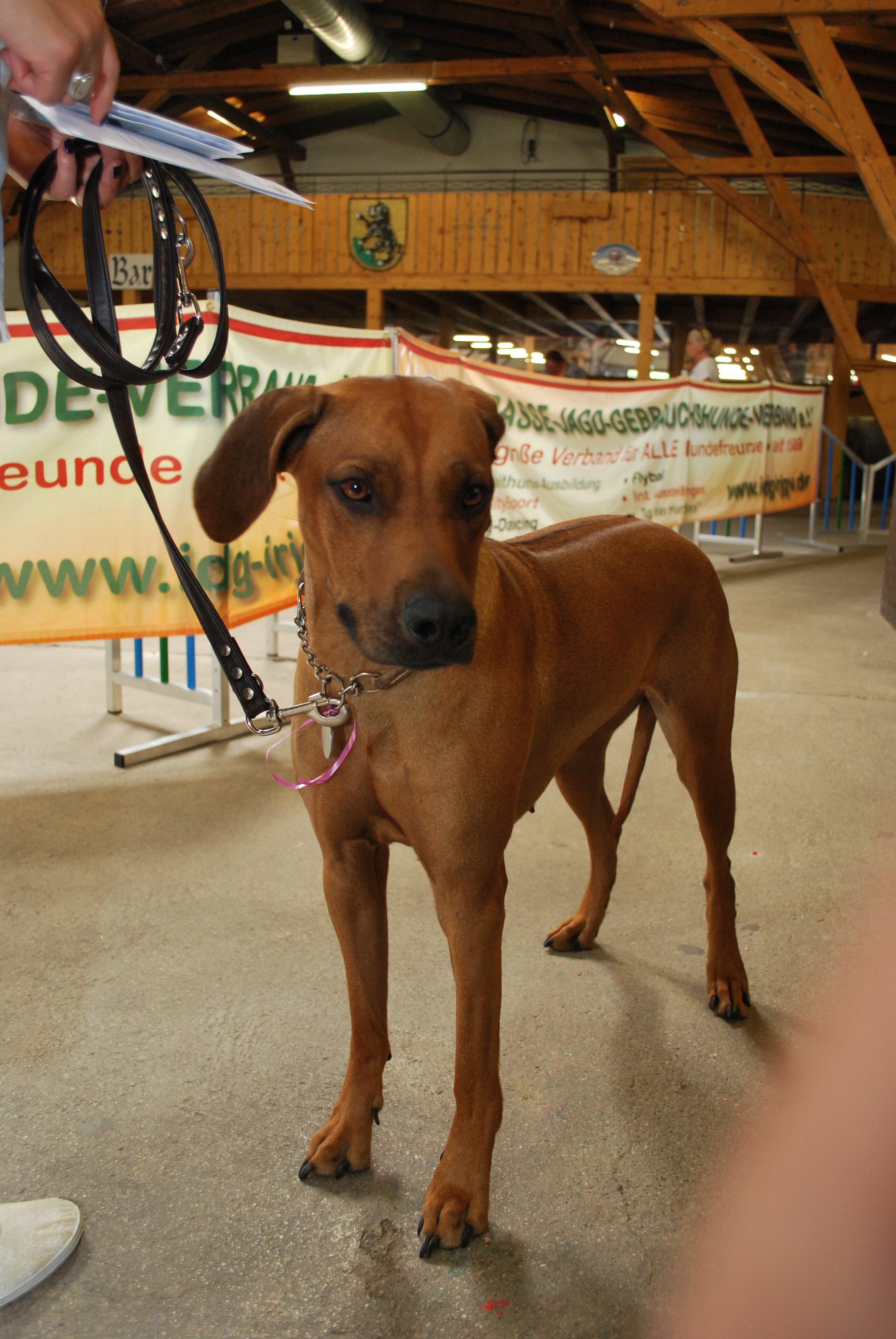 Hundeausstellung 2018