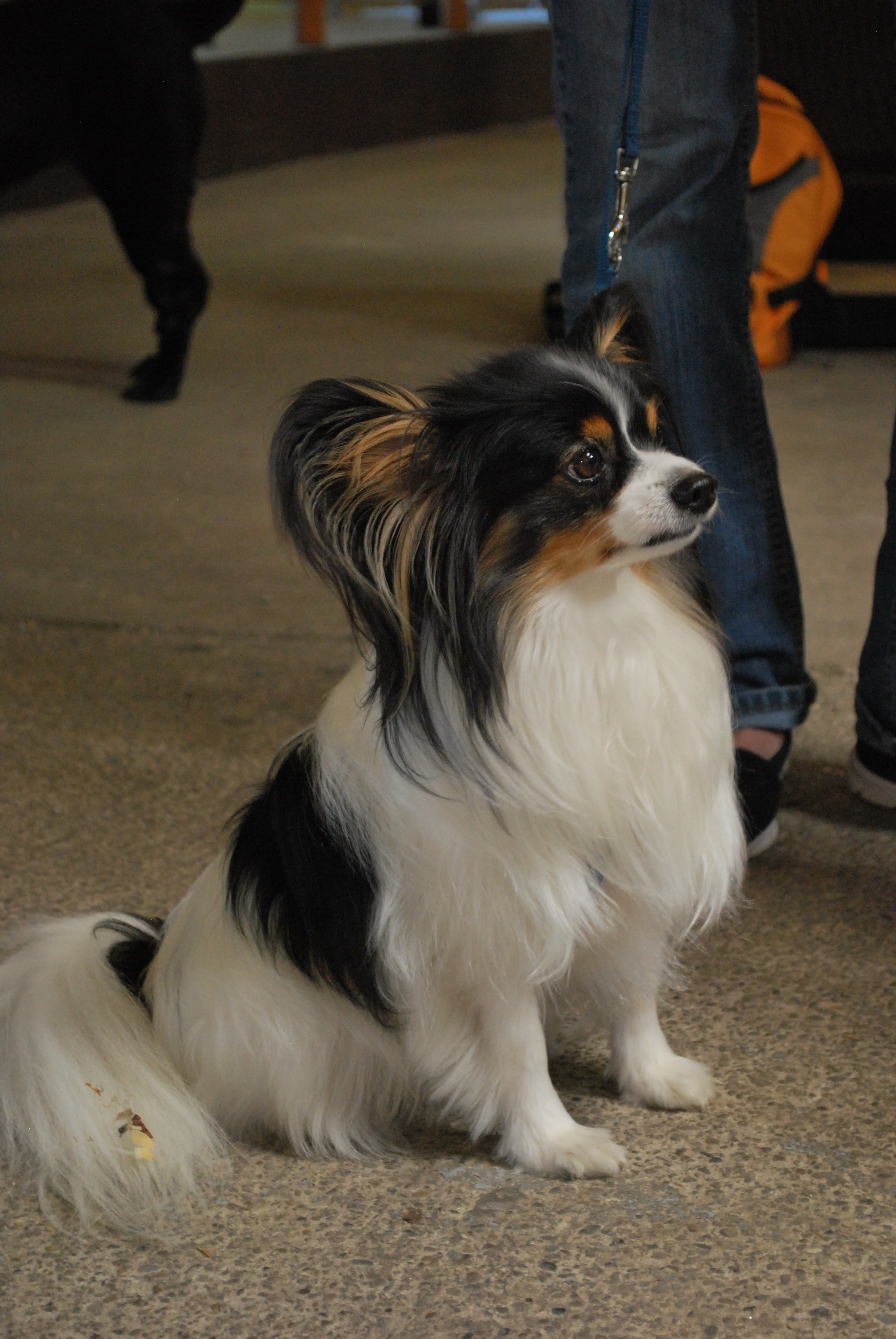 Hundeausstellung 2018